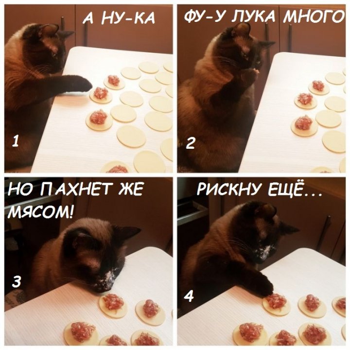 Кошачий контроль качества