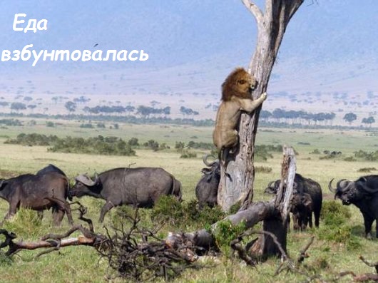 Там мыыышь!