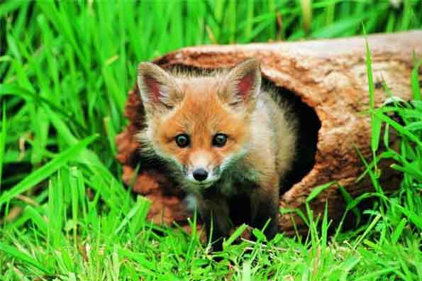 хороша норка!