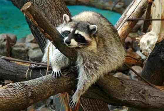 сходил в БАР барсук - нарвался на СУК