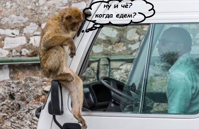 Пристроилась