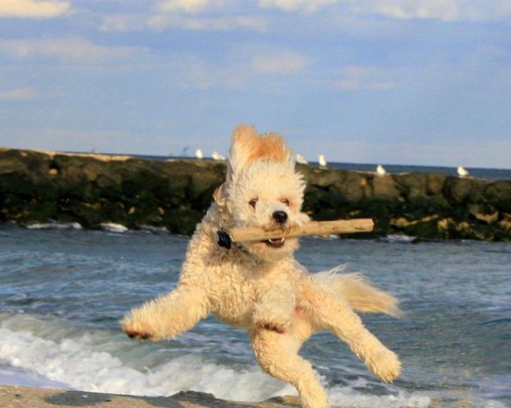 Унесенные ветром!