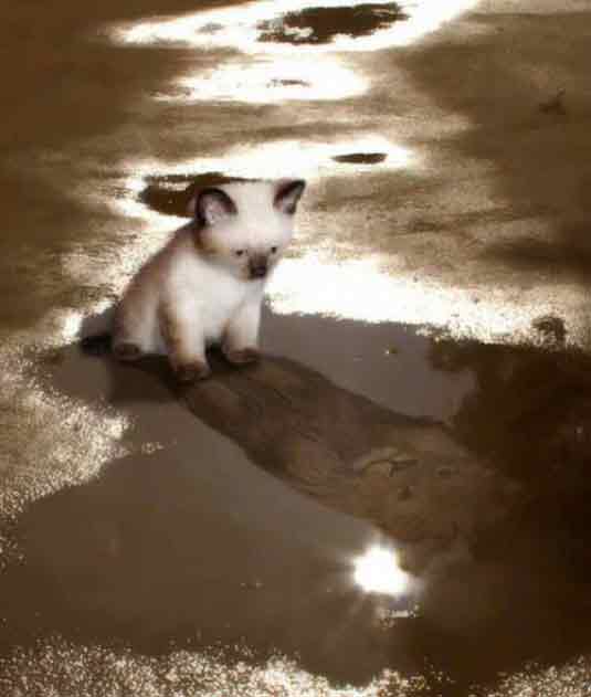 Мечты,,,Мечты...