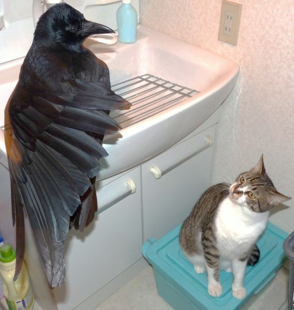 В мой лоток не ходить!