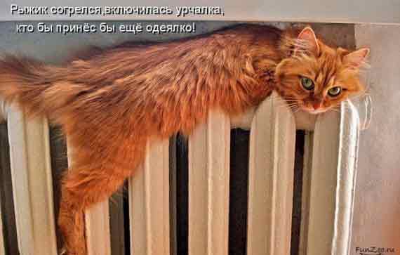 А колбасу дашь...???