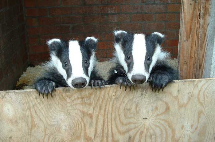 Два брата-акробата