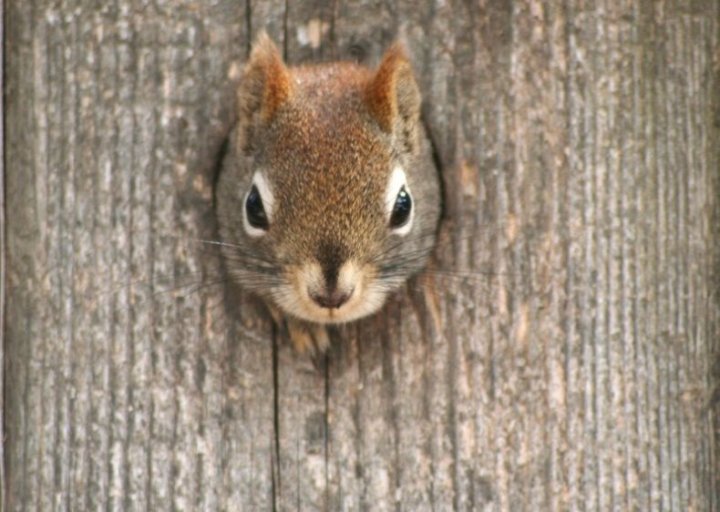 А не надо было столько орешков с пивасиком жрать)