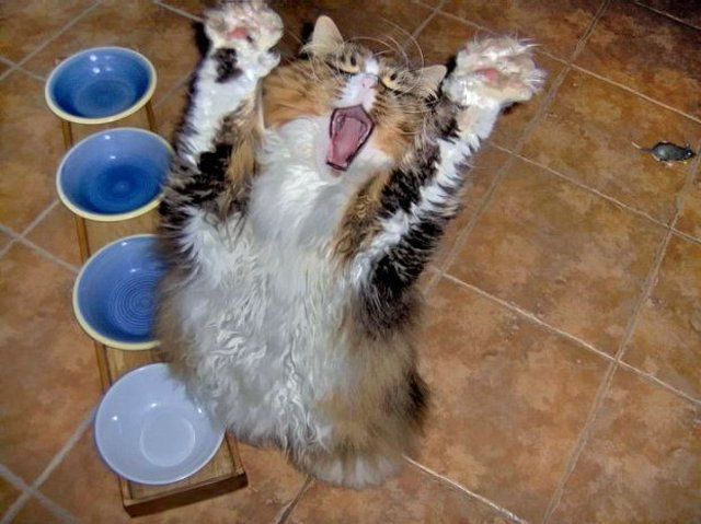 Я сожрал все четыре!!!