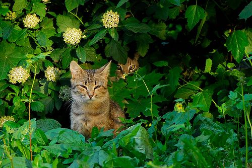 С Мурзиком в засаде