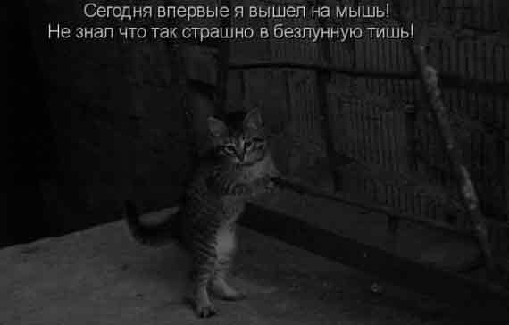 кошка в темнате