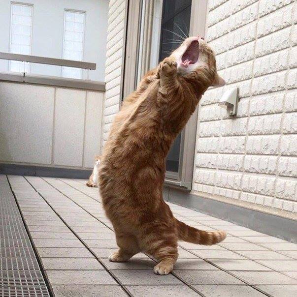 Ах! Зачем эта ночь так была коротка...