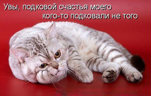 кот-философ