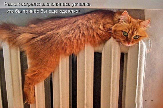 хозяин помоги,лапа застряла!