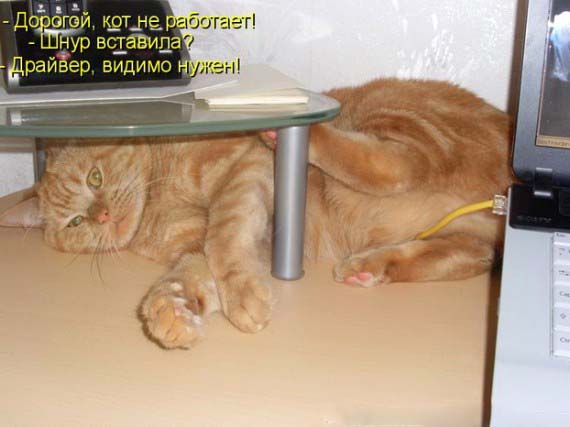 Дружба животных. Орел показавает рабке как выглядит земля с высоты птичьего полета