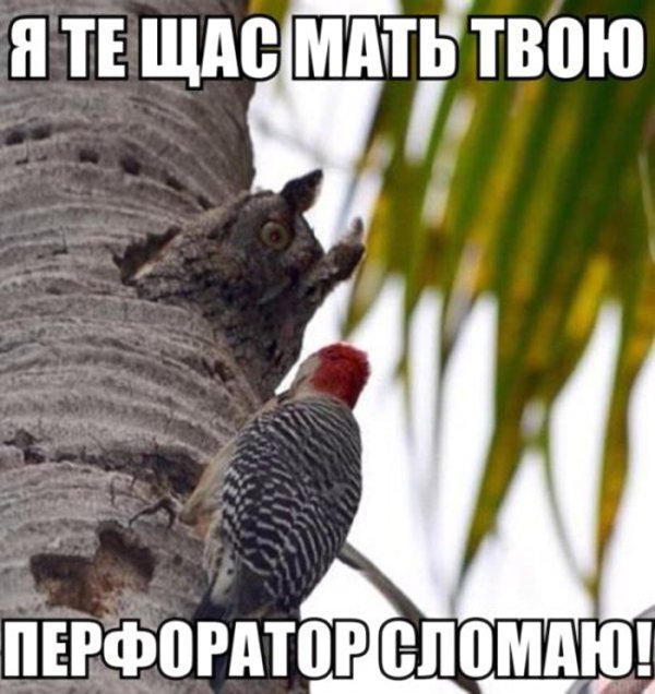 переселились дятел с филином на кокосовую пальму