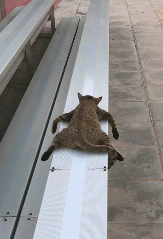 Монорельсовый кот