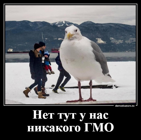 Тихо, не вспугните... При взлёте чайка опустошает кишечник...