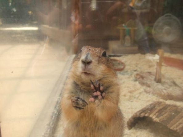 Я сказал "СПАТЬ!"