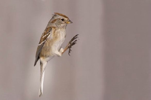 воробие пригает