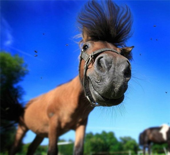 Идём по тёлкам...? Уже пора...!!!