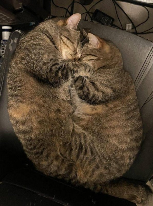 котосердце