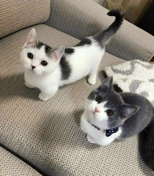 КороткоЛапочки :)