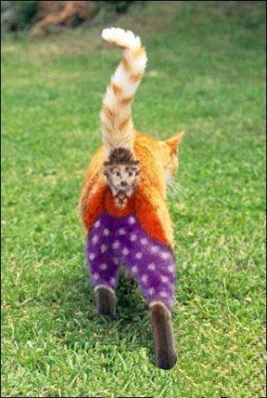 Все таки жив Чарли!!