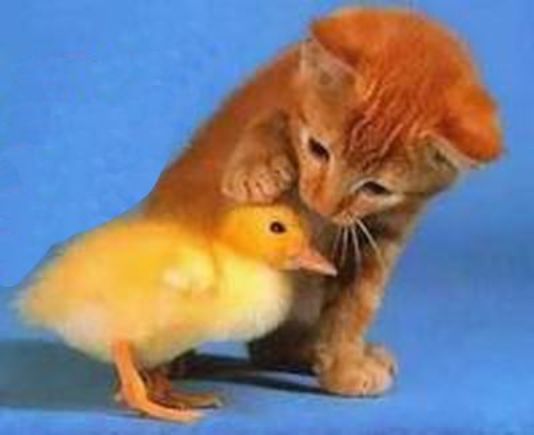 Братья по разуму.