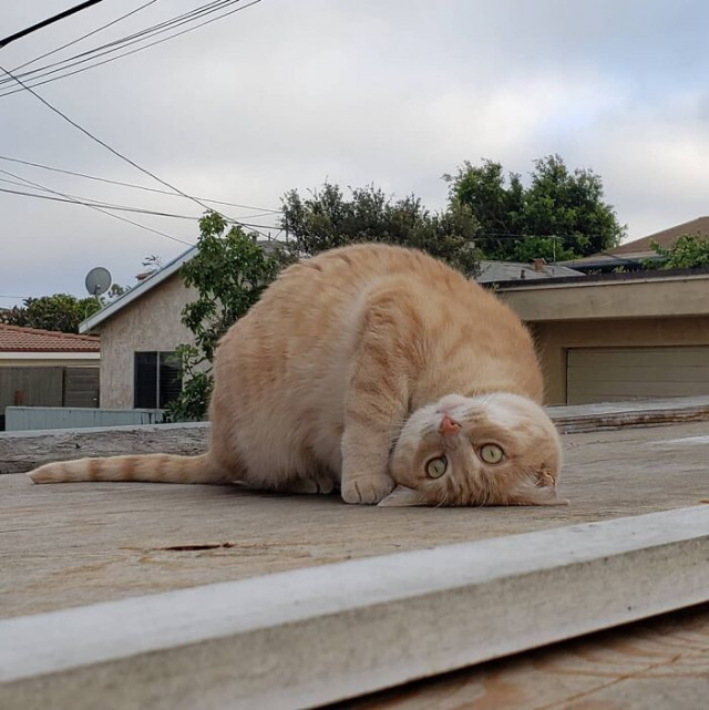 Ты забьл меня покормить