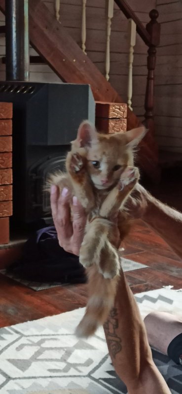 Угадай, где задание, а где передние лапы?....