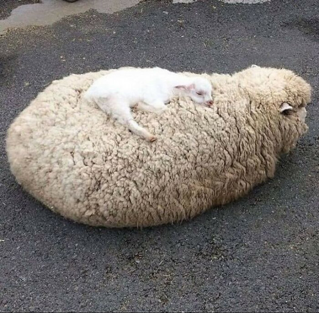 Ой как мягонько!...