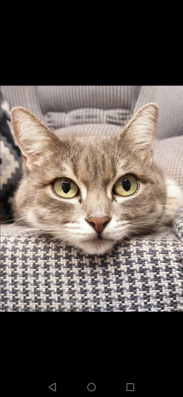 Чеширский кот