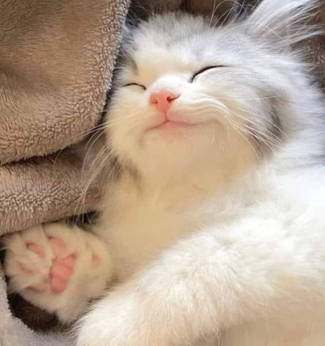 Я сплю и спля моя приятна!