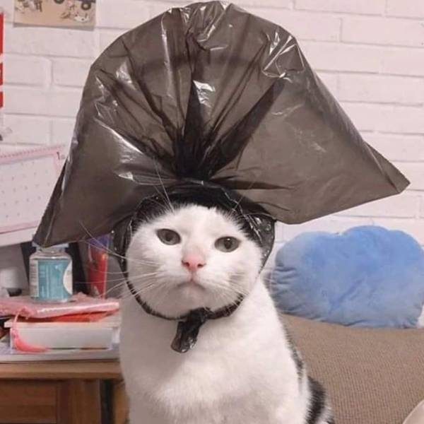 Наполеон сейчас