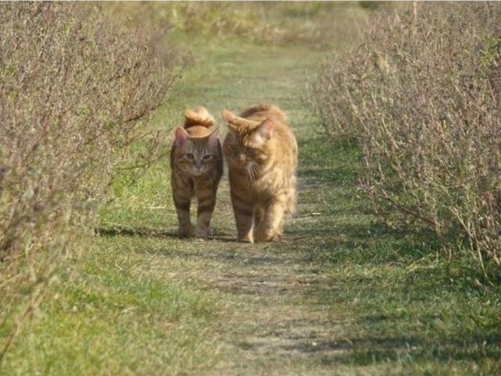 Со временем диван купим, хозяев заведем...