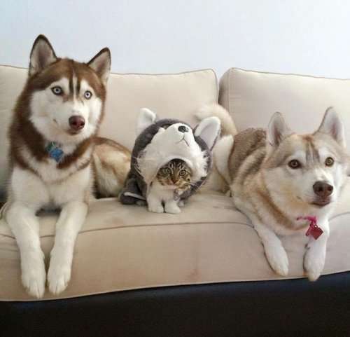 Свой среди чужих