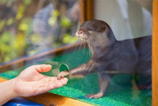 Когда любишь уединение, но иногда хочется внимания