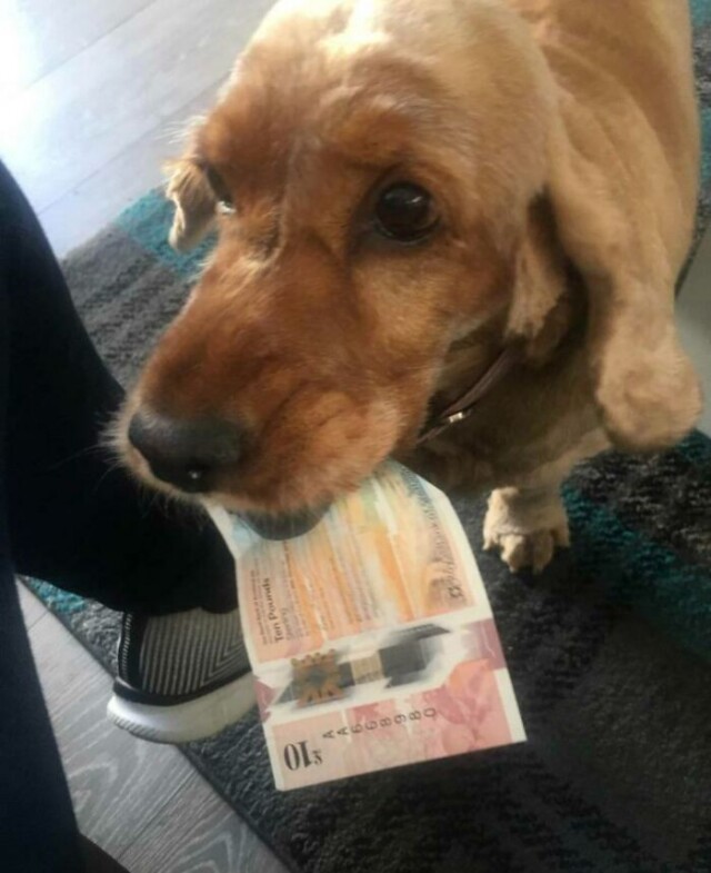 Хочу себе такую собаку!