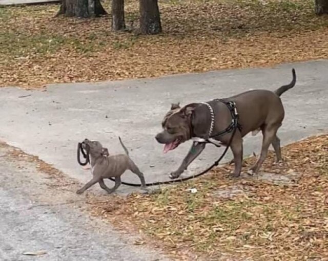 Кто тут главнее?