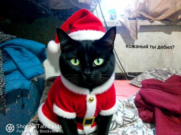 Где мой Вискас?