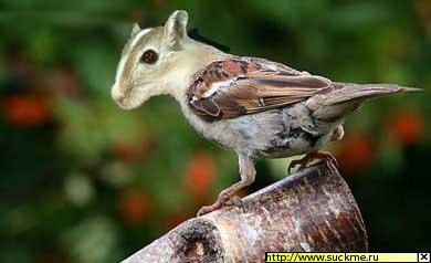 Фотожаба - она же воромышь, она же - мышевор.