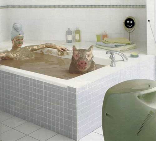 Две свиньи найдут лечебную грязь.