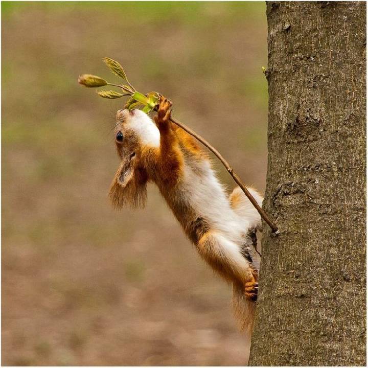 одай мою ветку