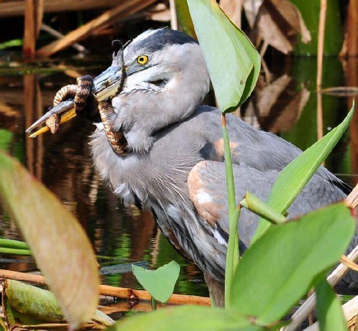 Конец света-2012 с точки зрения змеи.