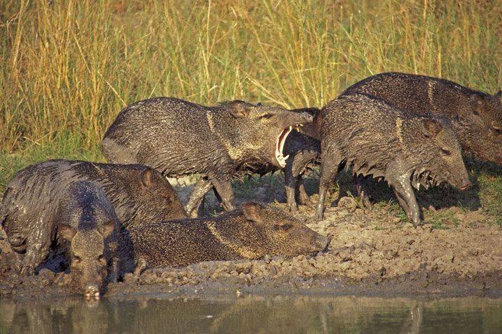 не ари на мать