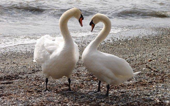 Дорогая,да люблю я тебя!