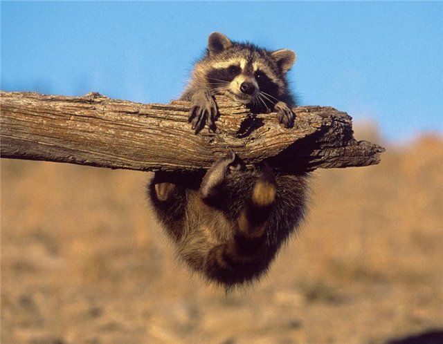 надоело стоять, лежать и сидеть - не пойти ли повисеть?)