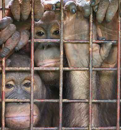 Эх, в натуре! Видимо врал Дарвин, что мы родственники с человеками...