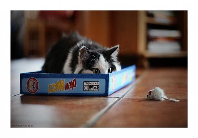 Поймать? Не, наверное, не буду. Что-то страшное. Не дай Бог, отравлюсь...