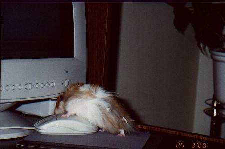 нет в природе совершенства, - сказал хомяк слезая с ПК мыши